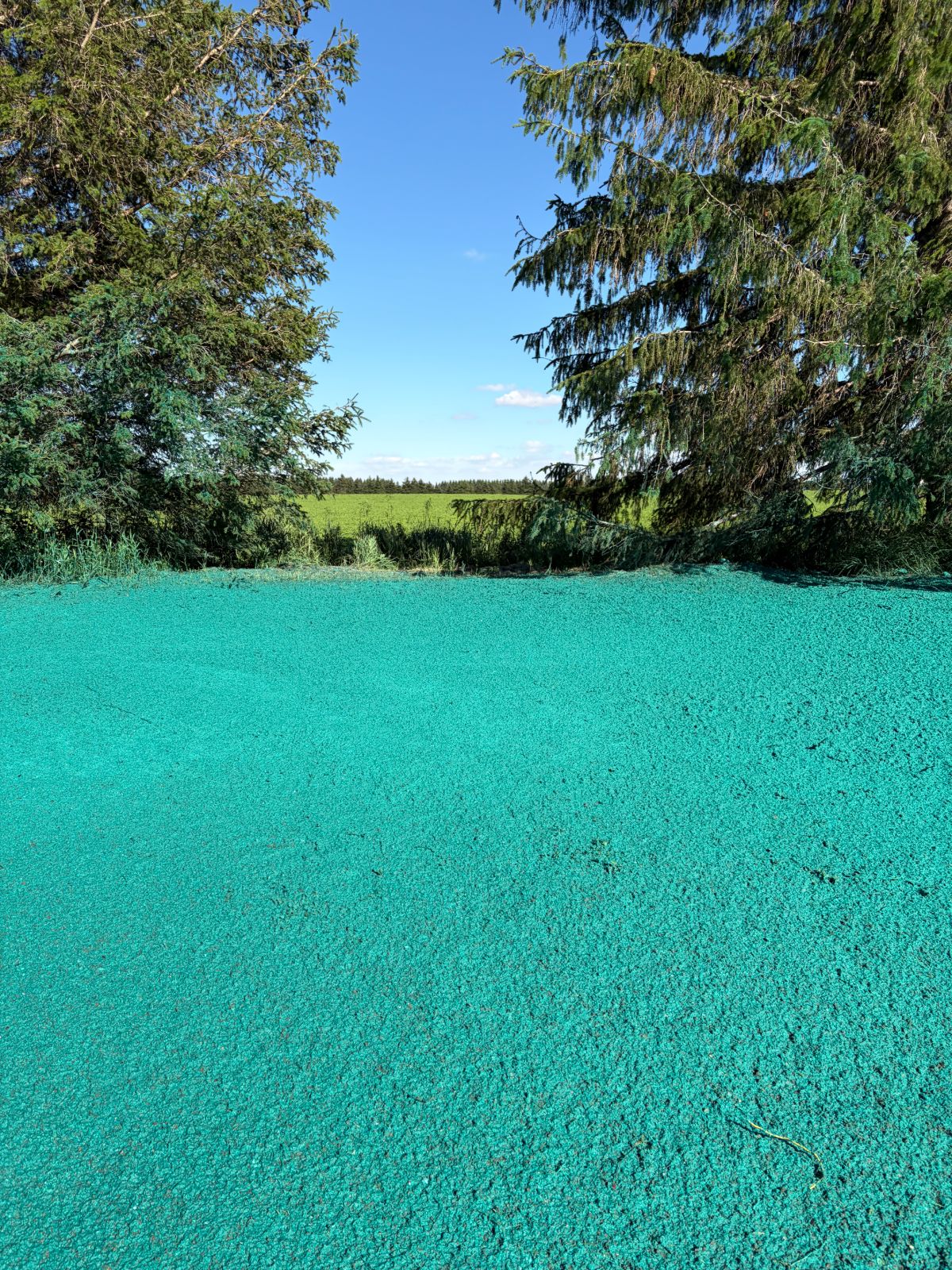 Freshly hydroseeded ground with vivid green tackifier
